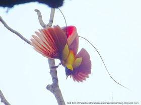 Male Red Bird of Paradise (Paradisaea rubra)