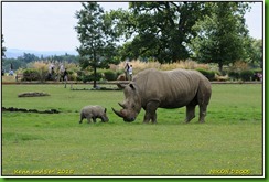 Cotswold Wildlife Park - August
