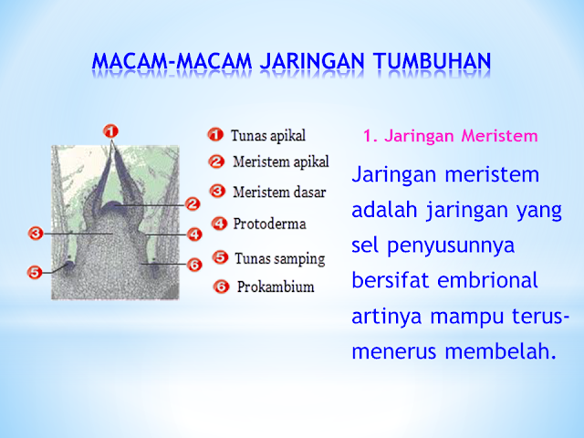 Macam-Macam Jaringan Tumbuhan