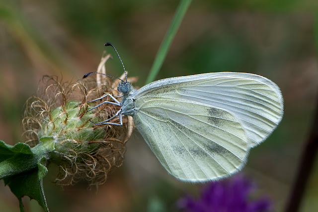 Leptidea sinapis the Wood White butterfly