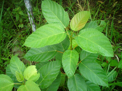 Pokok herba,bunga, ulaman dan segala jenis tumbuhan 