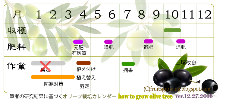 オリーブの木の育て方マニュアル おいしい鉢植え果樹の栽培育て方 自宅を果樹園に