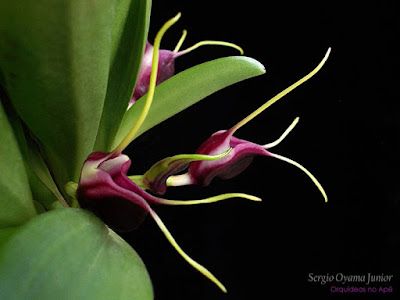 Orquídea Masdevallia discoidea