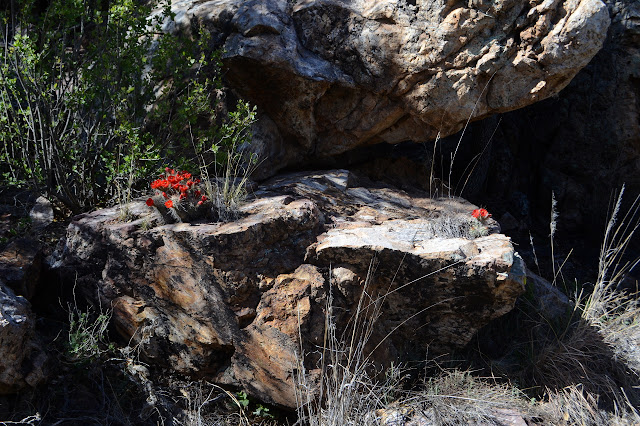 cactus on rocks