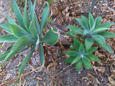 agave attenuata