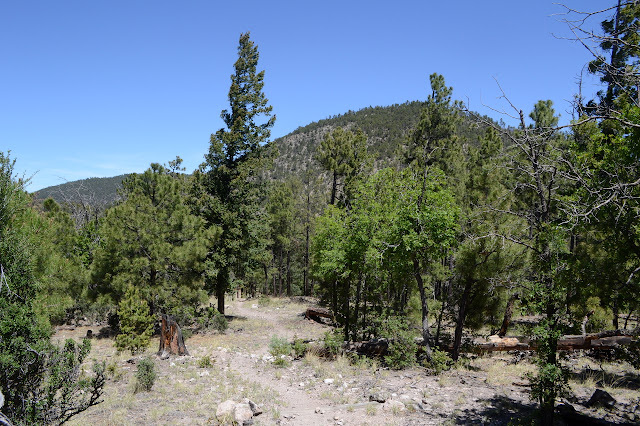 John Kerr Peak is a little tree covered bump