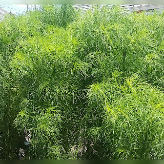 Cemara Balon (Casuarina sp.), tanaman hias yang mudah ditanam