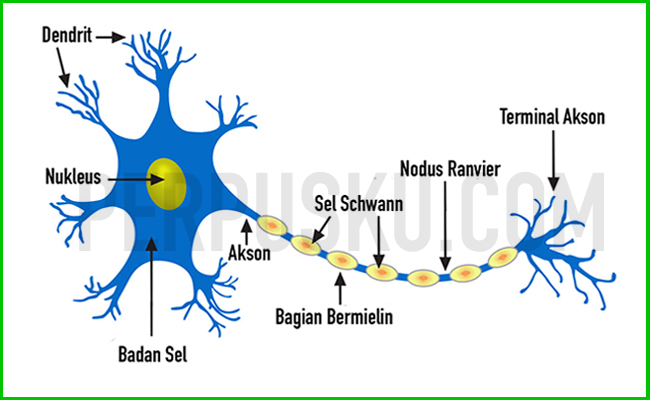  Jaringan  Saraf  Nervous Tissue 