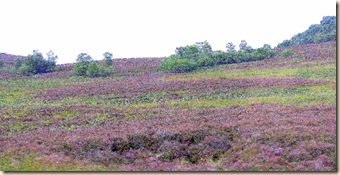 IMG_2339_1