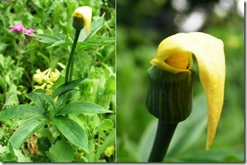 Arisaema flavum