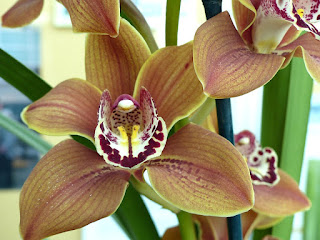 Cymbidium Clarisse Austin 