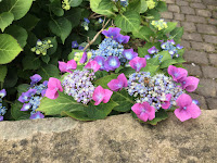 Photo of hydrangea