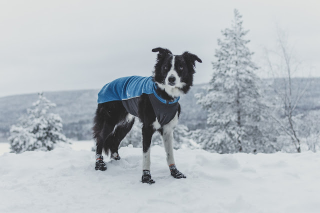 Seniorikoiralle voi tulla kylmä herkemmin kuin nuoremmalla koiralla