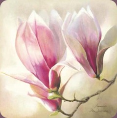 Annemarie-Peter-Jaumann-Magnolia-Liliflora-148080