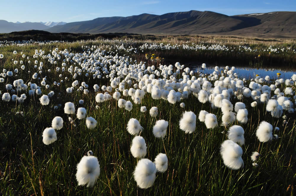 Herbaceous Plants of arctic tundra