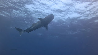 Similan Liveaboards Dive trips http://wickeddiving.com/similan-diving-liveaboards