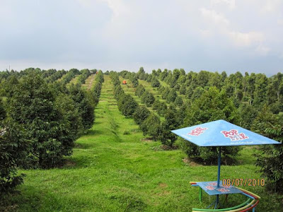 Kebun Buah Agro Wisata Ngebruk Patean di Kendal Jawa Tengah