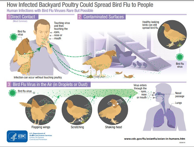 How to spread bird flu from bird to human US CDC strip 'cartoon story' with images of a man getting bird poo accidentally onto his hands and in his mouth