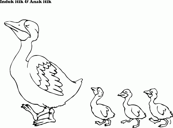 Mewarnai Gambar Induk & Tiga Anak Itik - Contoh Anak PAUD