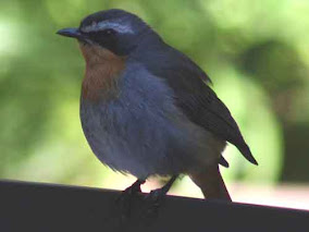 Cape Robin Chat Rosebank Johannesburg