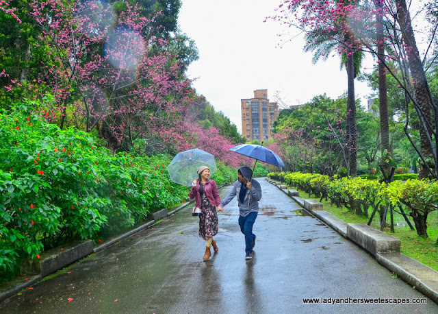 Cherry Blossoms in Sun Yat-Sen park