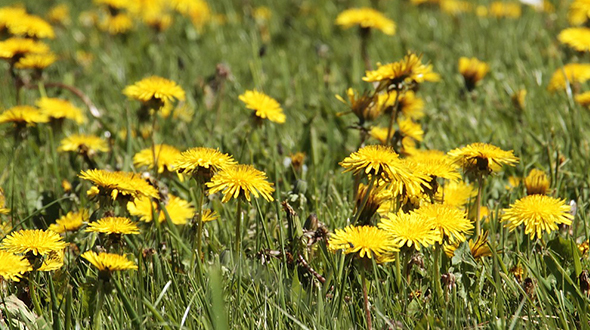 Taraxacum are common weeds in georgia