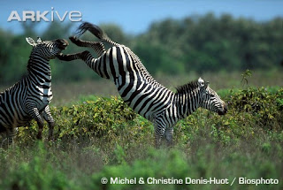 [zebra+de+Grevy.jpg]