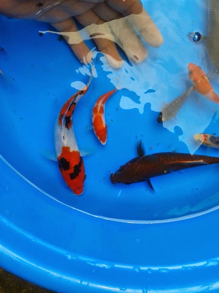 Japanese Koi Sale in Cebu