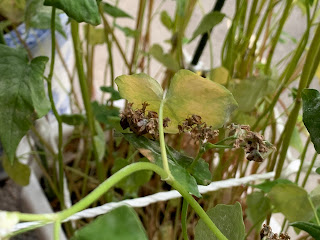 蕎麦の実（拡大）