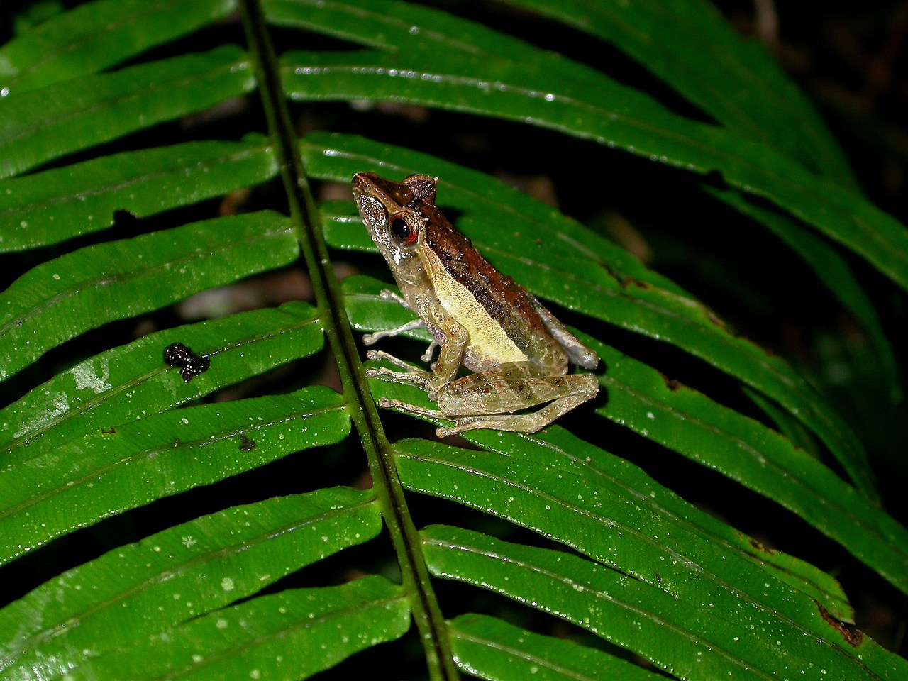 Gephyromantis tschenki