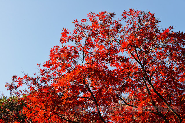 新宿御苑, 紅葉, shinjuku red leaves