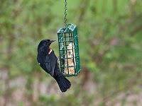 Red-winged Blackbird