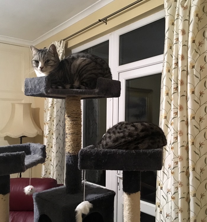 07 Both Kitties on Cat Tree 14-1-19