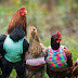 Women knits tiny sweaters for rescued chickens