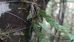 Kawasan taman nasional sebangau pada umumnya dikelola dengan tujuan memperoleh manfaat langsung (tangible benefit) maupun manfaat tidak langsung (intangible benefit). kawasan taman nasional sebangau dimanfaatkan untuk, pemanfaatan kawasan taman nasional sebangau, pengelolaan taman nasional, pemanfaatan taman nasional, manfaat taman nasional, cara mengelola taman nasional, kawsan konsernasi taman nasional, konservasi ekosistem, keanekaragaman hayati, ekowisata, sosial ekonomi masyarakat taman nasional, manfaat taman nasional, taman nasional sebangau bermanfaat.