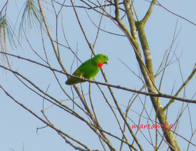 Blue-Crowned Hanging Parrot ( Loriculus galgulus)