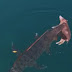 YOUTUBE VIDEO SHOCKED FLOATING CROCODILE WITH A PIG IN THE TEETH 
