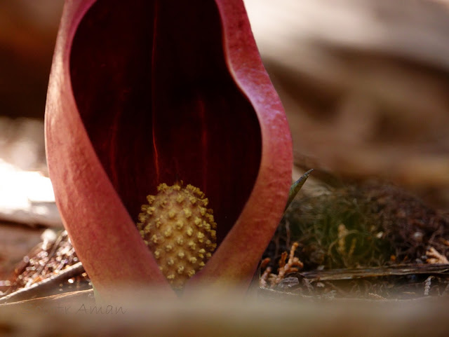 Symplocarpus renifolius