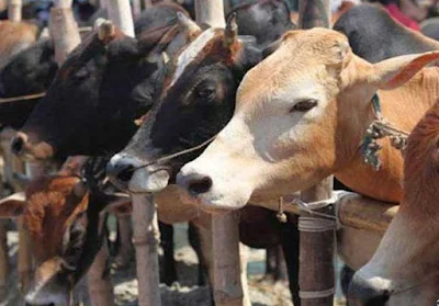 UP To Have Cow Protection Committees in All Districts