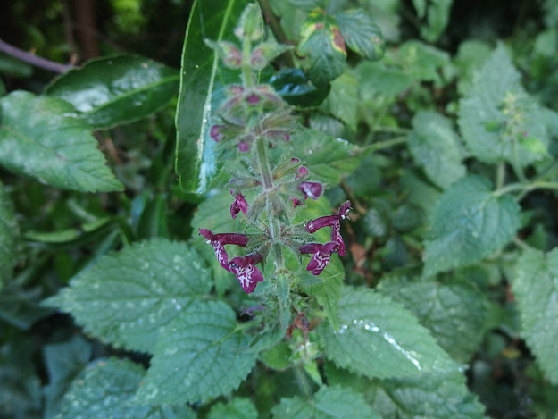 Hedge woundwort flower