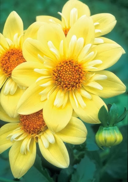  dahlia