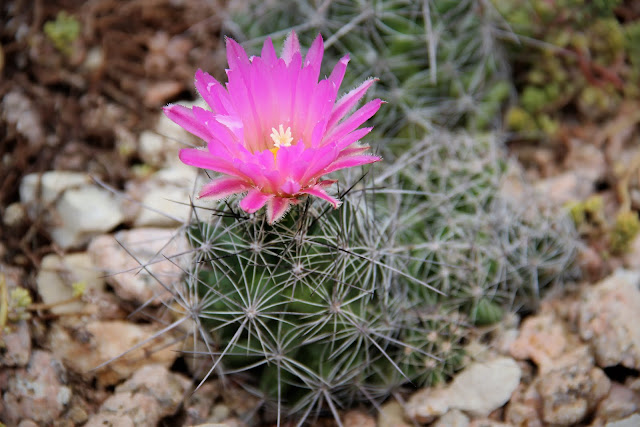 Coryphantha macromeris