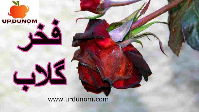 فخر گلاب | The Proud Rose