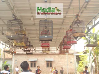 hasil lomba burung klaten, hasil lomba burung terbaru 2018, hasil lomba burung sragen, hasil lomba rajawali indonesia, burung new, jadwal lomba burung, daftar juara bnr semarang, hasil lomba agrobur, daftar juara bnr award 2017, daftar juara lomba burung kapolres cup sragen, kontes burung surabaya, video kontes burung lovebird, kontes burung murai, kontes burung anis, kontes burung kacer, kontes burung pleci, kontes burung kenari, kontes burung merpati, kontes burung konin, hasil lomba piala kapolres metro jakarta selatan, piala kapolres metro jakarta selatan, daftar juara piala kapolres metro jakarta selatan, daftar pemenang piala kapolres metro jakarta selatan, lovebird, burung lovebird, latber kasab bc, kasab bc, lokasi gantangan kasab bc, lokasi lapangan kasab bc, alamat kasab bc, jadwal latber kasab bc, jadwal latpres kasab bc, latpres kasab bc, pemenang latber kasab bc, pemenang latpres kasab bc, daftar juara latber kasab bc, daftar juara latpres kasab bc, daftar pemenang latber kasab bc, daftar pemenang latpres kasab bc, lovebird ncun ring sakti, lovebird anggun, lovebird sanca jr, kontes burung, kontes burung indramayu, kontes burung di indramayu, lomba burung indramayu, lomba burung di indramayu, hasil lomba latber lbc, daftar juara latber lbc, daftar pemenang latber lbc, daftar nama nama pemenang latber lbc, hasil lomba latpres lbc, daftar juara latpres lbc, daftar pemenang latpres lbc, piala kapolsek cup, piala kapolsek cup lbc, daftar juara piala kapolsek cup lbc, daftar pemenang piala kapolsek cup lbc, daftar nama pemenang piala kapolsek cup lbc, hasil lomba piala kapolsek cup, hasil lomba piala kapolsek cup lbc