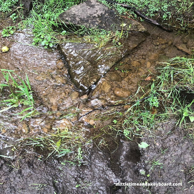 A trickling brook crafts a sense of calm at Fox Bluff Conservation Area in Cary, IL