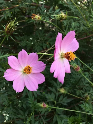 Kenikir - Cosmos caudatus