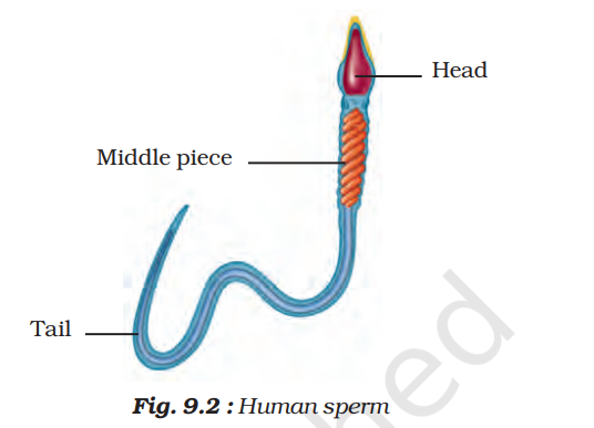 Class 8 science chapter 9 notes pdf download | Reproduction in Animals -  Era of science