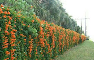 Koleksi Terpopuler Tanaman Rambat Flame Vine