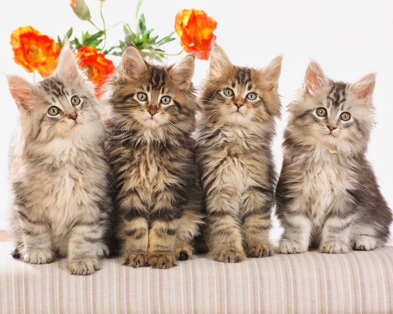 4 WALLPAPER KUCING LUCU DAN IMUT  Gambar Kartun Lucu dan 