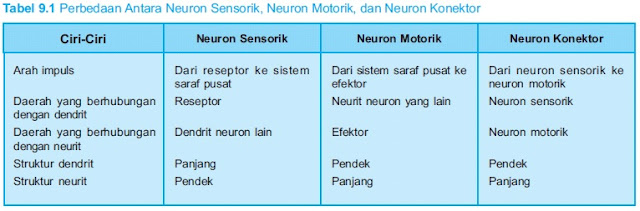 Perbedaan antara neuron sensorik , motorik dan konektor